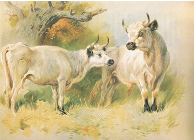 Vild boskap av Archibald Thorburn