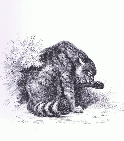 Wildcat, pub. av Book Club Associates av Archibald Thorburn