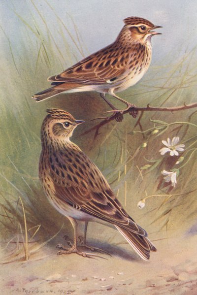 Wood-Lark, Sky-Lark (färglitografi) av Archibald Thorburn