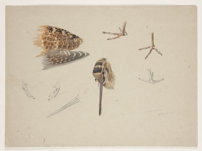Woodcock näbb, fötter och vinge, ca 1915 (akvarell & kroppsfärg över penna på papper) av Archibald Thorburn