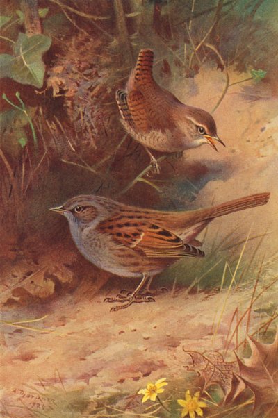 Gärdsmyg, häcksparv (färglitografi) av Archibald Thorburn