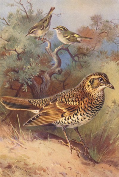 Gulbröstad sångare, Pallas lövsångare, vit trast (färglitografi) av Archibald Thorburn