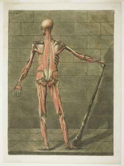 Bakre vy av muskelmannen, plansch nio från Complete Anatomy Course av Arnauld Eloi Gautier D