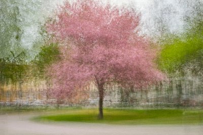 Ett suddigt rosa vårträd av Arne Östlund