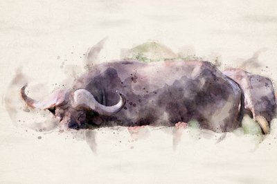 Afrikansk buffel – akvarell av Arno Du Toit