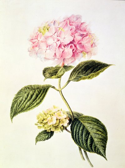 PD.64-1975 Hortensia hortensia av Arnoldus Bloemers