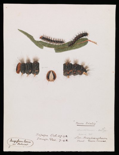 Caterpillar, Epicoma ledsen, Teara ledsen av Arthur Bartholomew