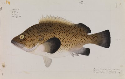 Östra Wirra, Acanthistius ocellatus av Arthur Bartholomew