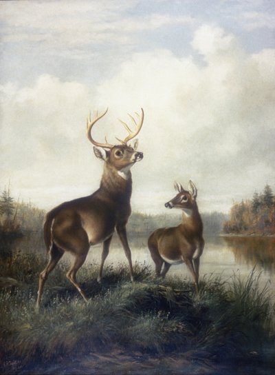 Buck och Doe av Arthur Fitzwilliam Tait