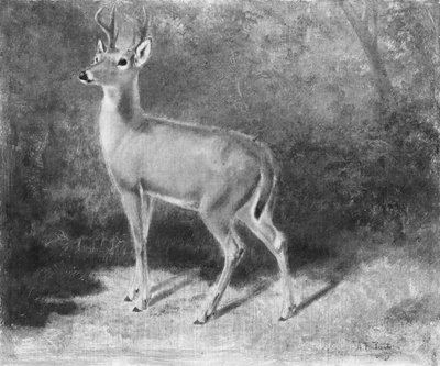 DeerSketch från Nature, ca. 1882. av Arthur Fitzwilliam Tait