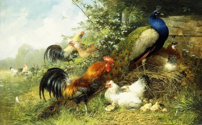 Fåglar och påfåglar, 1899 av Arthur Fitzwilliam Tait