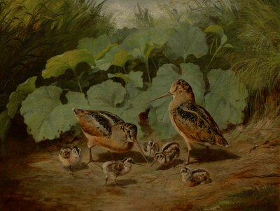 Woodcock och Young av Arthur Fitzwilliam Tait