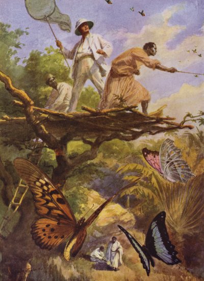 Vackra fjärilar: Att fånga Urania Rhiphoeus på Madagaskar (färg litho) av Arthur Twidle