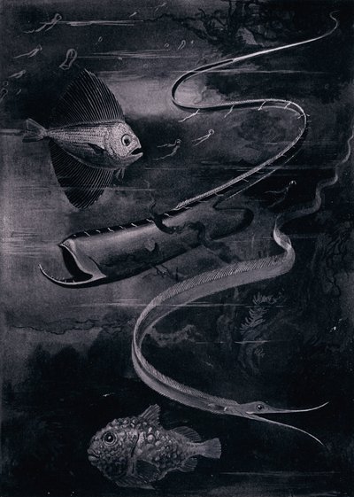 Djuphavsfisk (litho) av Arthur Twidle