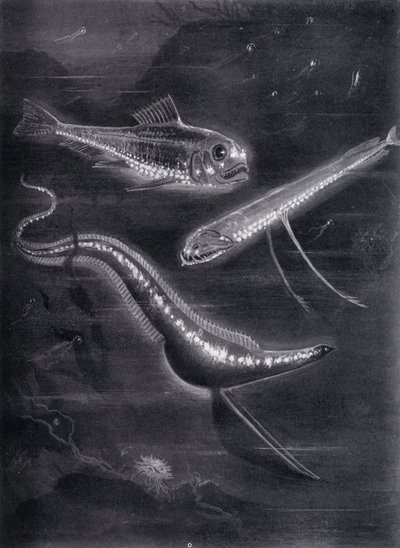 Självlysande fiskar (litho) av Arthur Twidle