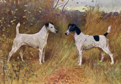 Rival Beauties, Champion Donna Fortuna och Champion Duchess of Durham (färg litho) av Arthur Wardle