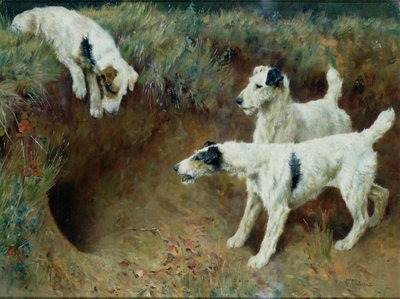 Stålhåriga foxterrier av ett grävlingsset av Arthur Wardle