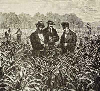 England (C19th). Kolonisering (1880). Plantering av ananas på Bahama. Engelsk koloni på New Providence Island. Ananas var en av de viktigaste exportprodukterna från hamnen i Nassau. Gravyr. Privat samling av Artist Unknown