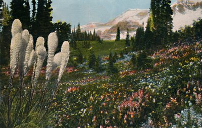 Indian Basket Grass som växer i Mount Rainier National Park, c1916 av Asahel Curtis