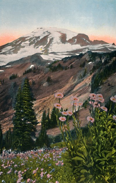 Purple Asters, i Mount Rainier National Park, c1916 av Asahel Curtis