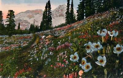 Anemonen i Mount Rainier National Park, c1916 av Asahel Curtis