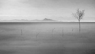 Misty Lake och det ensamma trädet av Asef Azimaie