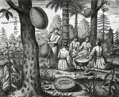 Kinesiska frukter (Arbor polomie, kinesisk papaya), gravyr från Kina monument av Athanasius Kircher