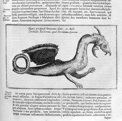 Drake, 1678 av Athanasius Kircher