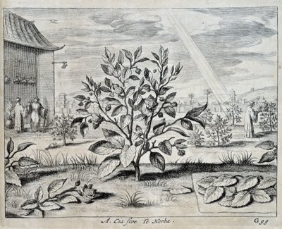 Le camellia - i "" Kina"" av Athanase Kircher (eller Athanasius Kircheri) av Athanasius Kircher