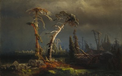 Rising storms - döende urskog i stormar (olja på duk) av August Cappelen