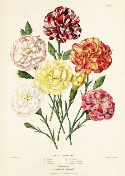 Trädnejlikasorter, Dianthus caryophyllus: Ariadne 1, Beauty 2, Garibaldi 3, Perfection 4, Queen of Whites 5, Queen of Yellows 6 av Augusta Innes (after) Withers