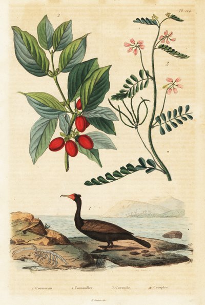 Skarv, korneliska körsbär och skorpion vicker, 1834-1839 (gravyr) av Auguste Dumenil