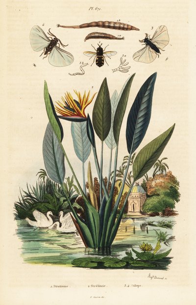Soldatfluga, tranblomma och ,1834-1839 (gravyr) av Auguste Dumenil