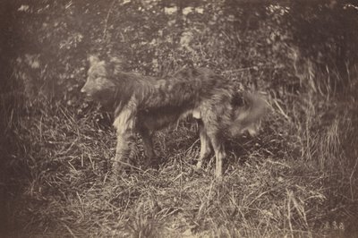 Studie av en hund,sent 1870-tal (foto) av Auguste Giraudon