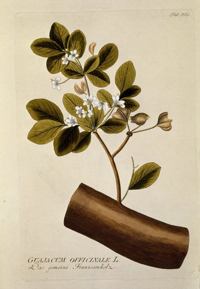 Botanisk: "" Guajacun officinale"" Tallrik tecknad från "" Medicinalium secundum Linnaei digestarum"" av Joseph Jacobi Plenck (1735-1807) 1788-1803 Privat samling av Austrian School