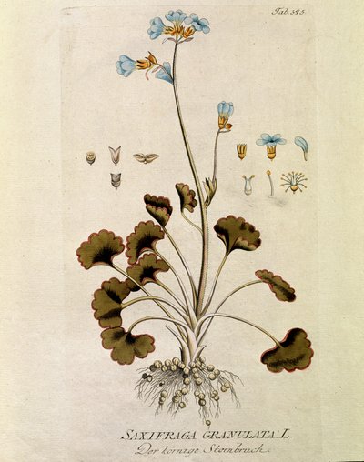 Botanisk: "Saxifrage granule"" (Saxifraga granulata) Tallrik tagen från "Medicinalium secundum Linnaei digestarum" av Joseph Jacobi Plenck (1735-1807) 1788-1803 Privat samling av Austrian School