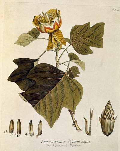 Botaniskt: "Tulpan från Virginia" (Liriodendron tulipifera) Planka ritad från "Medicinalium secundum Linnaei digestarum" av Joseph Jacobi Plenck (1735-1807) 1788-1803 Privat samling av Austrian School
