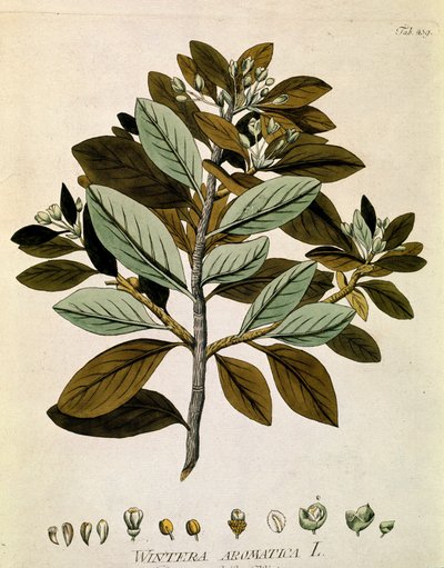 Botaniskt namn: "Vinterbark" (Wintera aromatica) Plankan hämtad från "Medicinalium secundum Linnaei digestarum" av Joseph Jacobi Plenck (1735-1807) 1788-1803 Privat samling av Austrian School