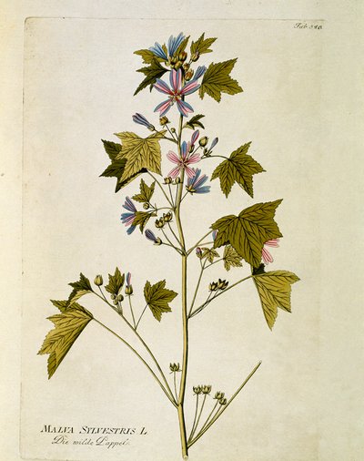 Botanisk: ""stor lila"" (Malva sylvestris) Tallrik tagen från ""Medicinalium secundum Linnaei digestarum"" av Joseph Jacobi Plenck (1735-1807) 1788-1803 Privat samling av Austrian School