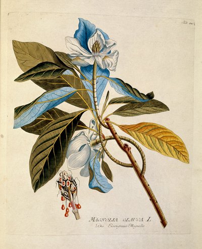 Botanisk: ""magnolia"" Tallrik tecknad från ""Medicinalium secundum Linnaei digestarum"" av Joseph Jacobi Plenck (1735-1807) 1788-1803 Privat samling av Austrian School