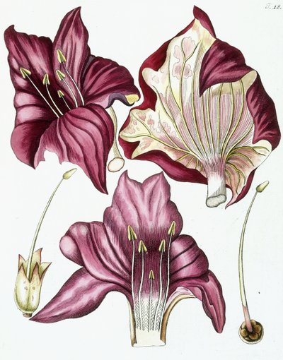 Figur 18, från "Collectanea for Botanica, Chemistry, and Natural History with Figures", 1786-1796 av Austrian School
