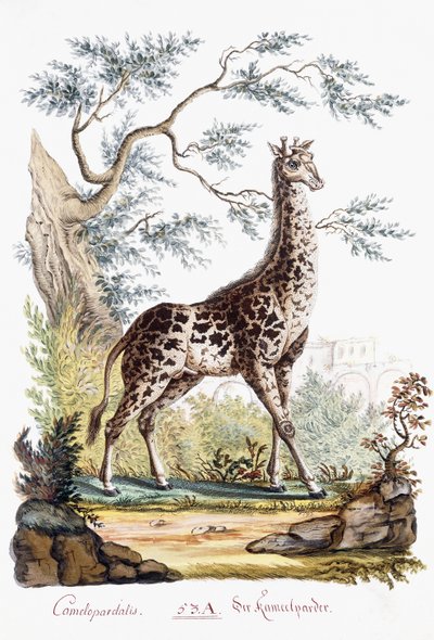 Giraff, 1794 av Austrian School