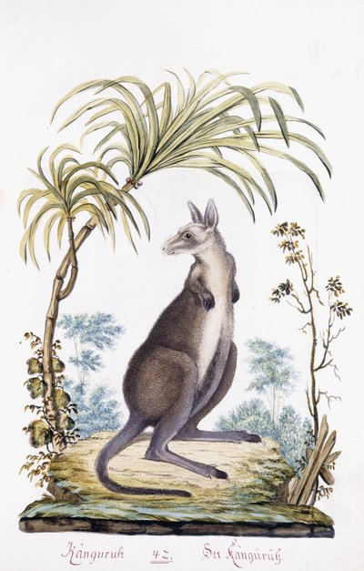 Känguru, 1794 av Austrian School