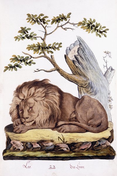 Lejon, 1794 av Austrian School