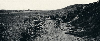 Cafezal, 1895 av Axel Frick