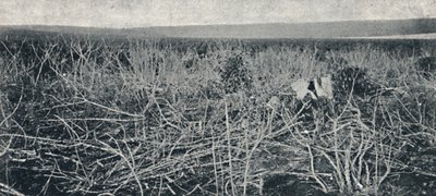 Cassava plantage, 1895 av Axel Frick