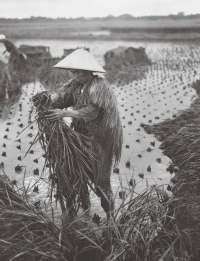 Japan: Risskörd Risskörd nära Niigata (svartvitt foto) av Axel von Graefe