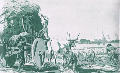Ett risfält i Burma, från MacMillan skolaffischer, ca 1950-60-tal (litho) av Ba Nyan
