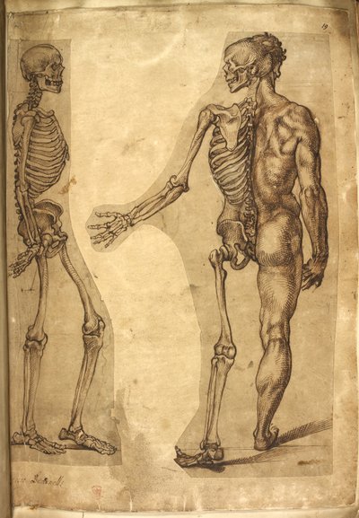 Lägg till. 5259, f.19, Människoskelett och halvfigur, från 