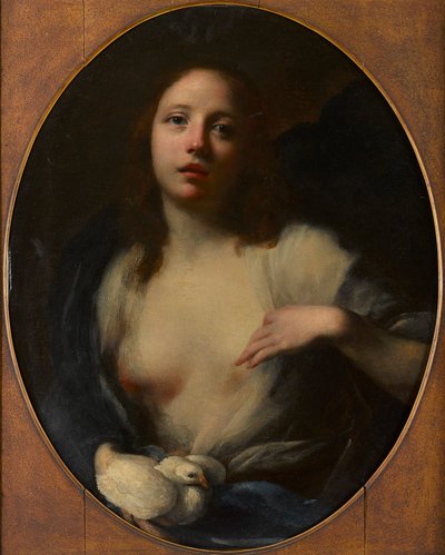 Målning av en ung flicka med vit duva (olja på duk) av Baldassare (1611 89) Franceschini